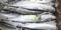 進口三陸產秋刀魚批發(fā)指南 70尾10kg鮮活水產品采購優(yōu)勢